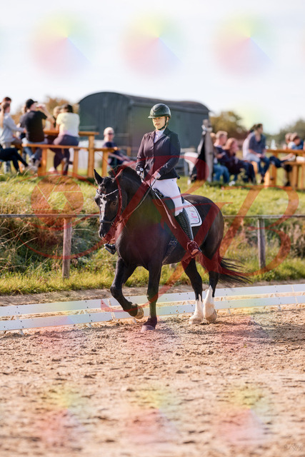 2026_10_03_Siefer-Hof_131530_Z81_63898530 | Professionelle Reitsport-, Turnier- und Eventfotografie von Robert Broda. Galerien mit ausgewählten und bearbeiteten Bildern direkt online ansehen und bestellen.