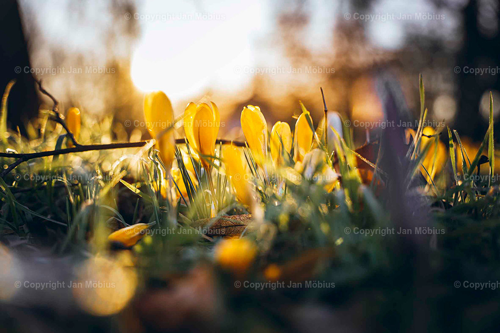 _DSC6118 | Leipzig Wandbilder Drucke Prints Leinwand Stadtmotive Leipzig Fotosdruck Kunstdrucke Bilder Leipzig Stadtansichten Acrylglasbilder Leipzig Wanddeko Fine Art Prints Wandbilder Büro Leipzig Bilder Praxis Zuhause Bilderdruck Poster Posterlounge Kunstdrucke - Realisiert mit Pictrs.com