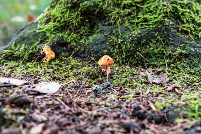 DSC_2983-10 | Shop für Prints Landschaftsfotografie Sächsische Schweiz Naturfotografie in Thüringen Fotos vom Findlingspark Nochten Kloster Sankt Marienstern Bilder Festung Königstein PanoramaRhododendronpark Kromlau FotogalerSchleswig-Holstein Küstenlandschaften