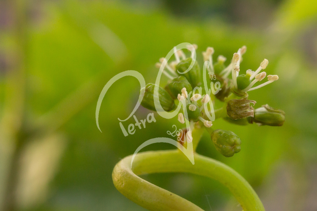 Rebenblüte | petragrafie - Realisiert mit Pictrs.com