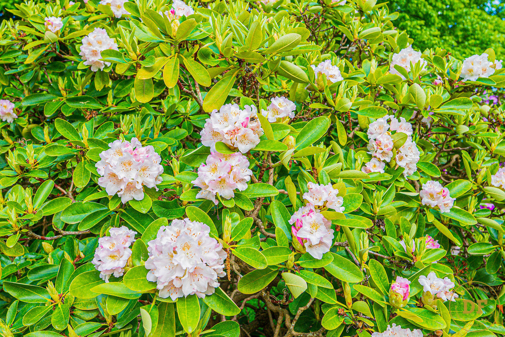 20250511-_1DS0557 | Geschenke, Wandbilder und Accessoires mit Motiven aus Dresden und anderen schönen Orten zur Verschönerung Deines zu Hauses und zum verschenken gewünscht? Wähle Deine Lieblingsbild auf dem Produkt Deiner Wahl. 