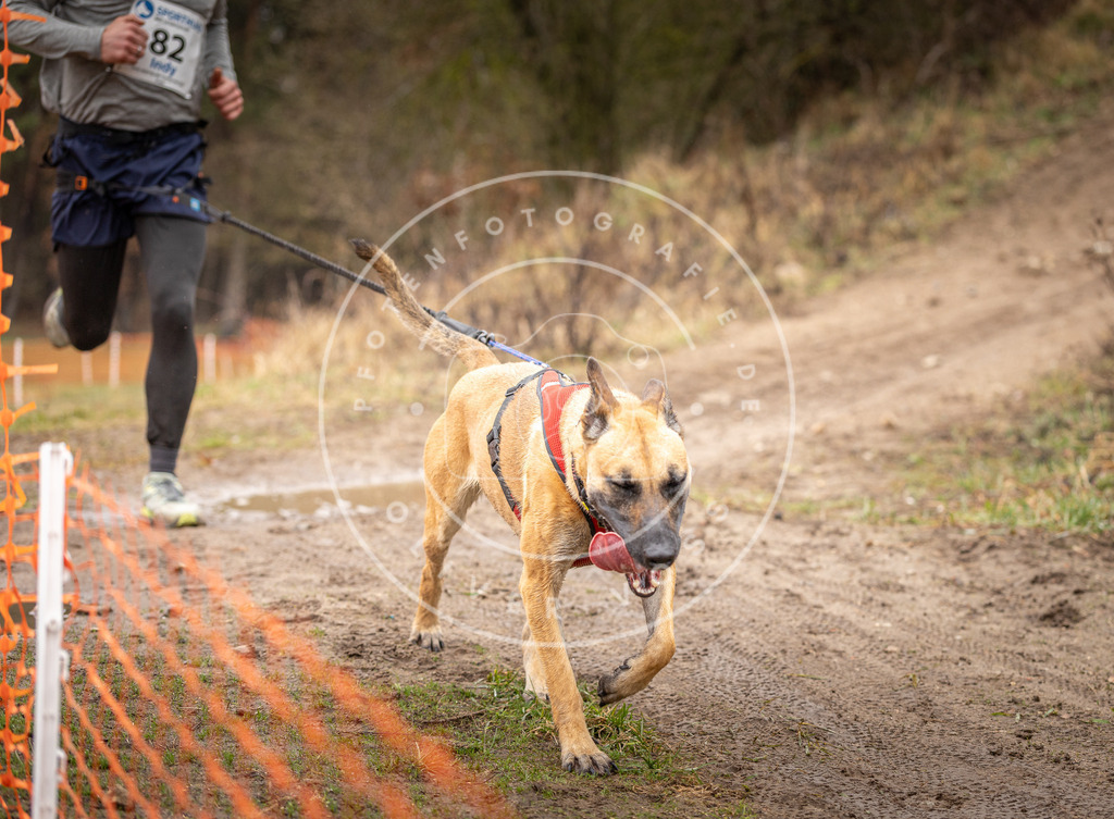 DV3A0356 | Hundefotografie, Tierfotograf, Pfotenfotografie, Fotoshooting Hund, Hunde Portrait, Hundesport, Hundeportraits, Heideshooting, Hunde, Sportfotograf, Hundefotograf, Turnierhundsport, THS,  - Realisiert mit Pictrs.com