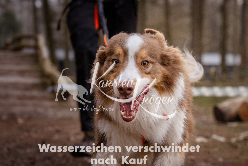 1608_ZZ92979 | kk-dogfotos