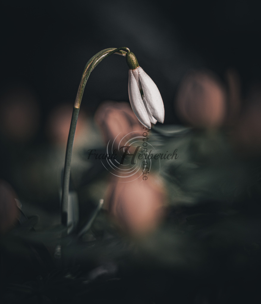 _X0A8352bea | Frank Herberich Fotografie, Frank Herberich, Fotografie, Hochzeit, Portrait, St. Peter Ording, Ording, Westerhever, Nordsee, Frank Fotografie, Hardheim,  Odenwald,Walldürn, Band,Eventfotografie - Realisiert mit Pictrs.com