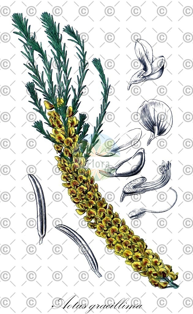 HistAbb_wfo-0000137642_1_ENZY_Simple | Historische Abbildung von Aotus gracillima - Fabaceae | Historical Illustration of Aotus gracillima - Fabaceae