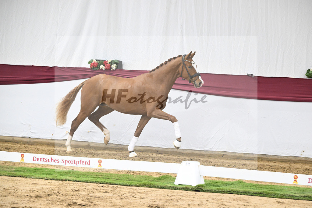 Kat-Nr. 24 Escanto PS x Feinrich_Tobias Sesselmann u Lea Dressel_47250782 | hf-fotografie - Realisiert mit Pictrs.com