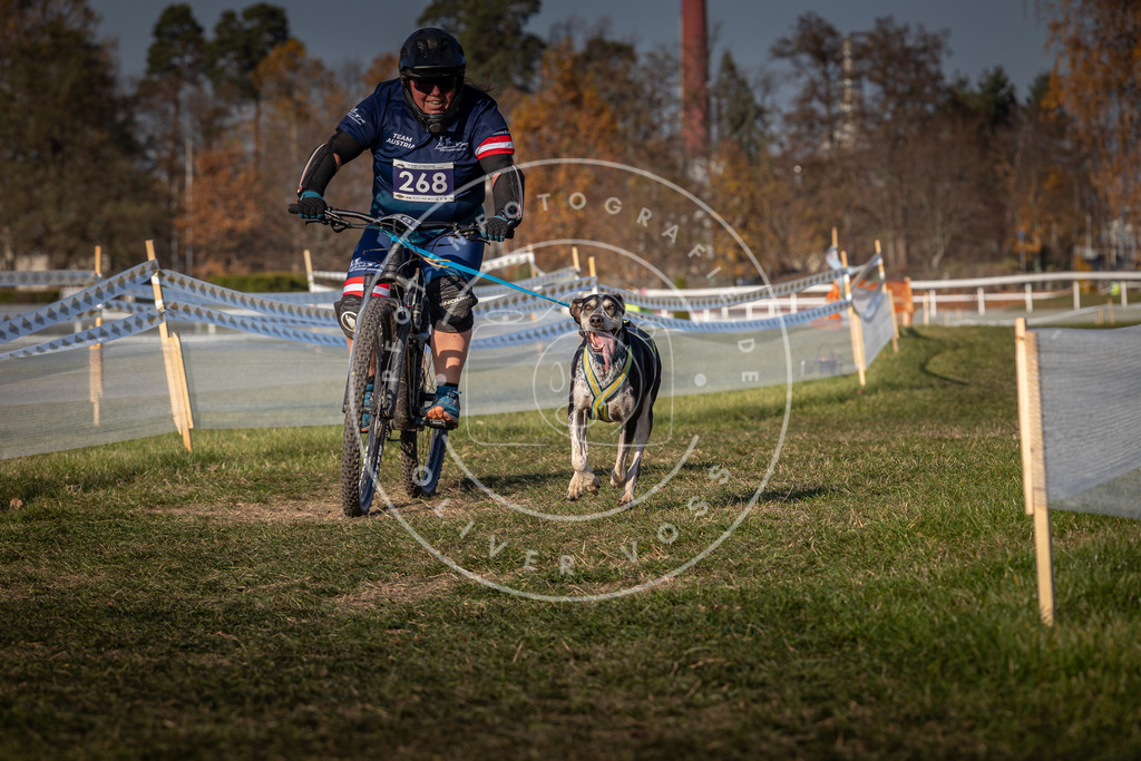 CaniXpix_0L8A8040 | Hundefotografie, Tierfotograf, Pfotenfotografie, Fotoshooting Hund, Hunde Portrait, Hundesport, Hundeportraits, Heideshooting, Hunde, Sportfotograf, Hundefotograf, Turnierhundsport, THS,  - Realisiert mit Pictrs.com