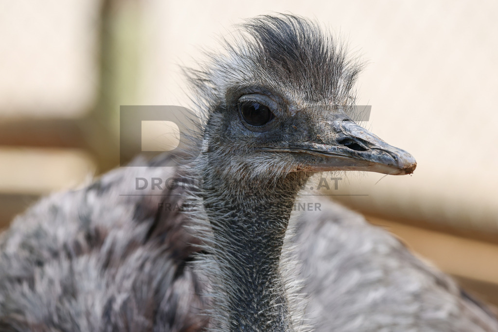 Rhea at Tierpark Herberstein // Nandu im Tierpark Herberstein | A rhea at Tierpark Herberstein in Styria, Austria. The scene shows the large flightless bird in its zoo enclosure and highlights its distinctive appearance, alert posture and natural behavior in the animal park environment. // Ein Nandu im Tierpark Herberstein in der Steiermark, Österreich. Die Szene zeigt den großen flugunfähigen Vogel in seinem Gehege und hebt sein markantes Erscheinungsbild, seine aufmerksame Haltung und sein natürliches Verhalten im Tierpark hervor. - Realisiert mit Pictrs.com
