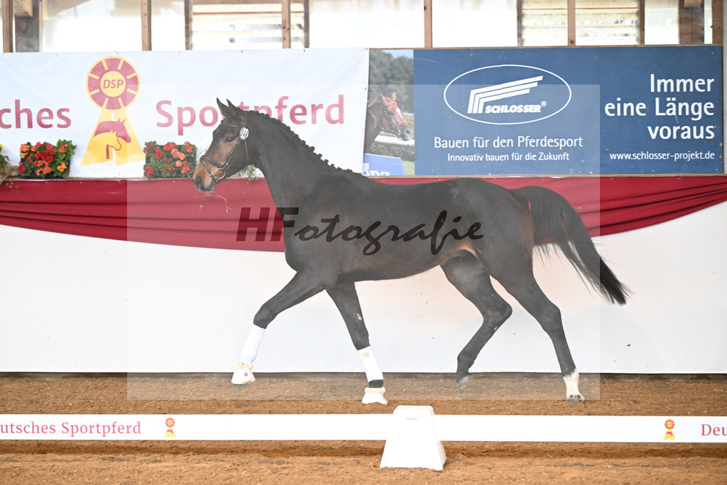 Kat-Nr. 46 Don Jo Wie v. F-D avie_Wiedmann_16250107 | hf-fotografie - Realisiert mit Pictrs.com