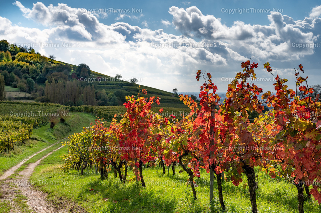 DSC_6915 | bre, in den Weinbergen zwischen Bensheim und Heppenheim, Herbststimmung ,Weinberge, Landschaftsfotografie,, Bild: Thomas Neu