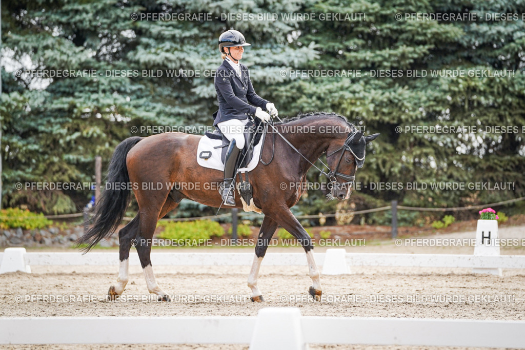 DSC01717 | Pferdegrafie