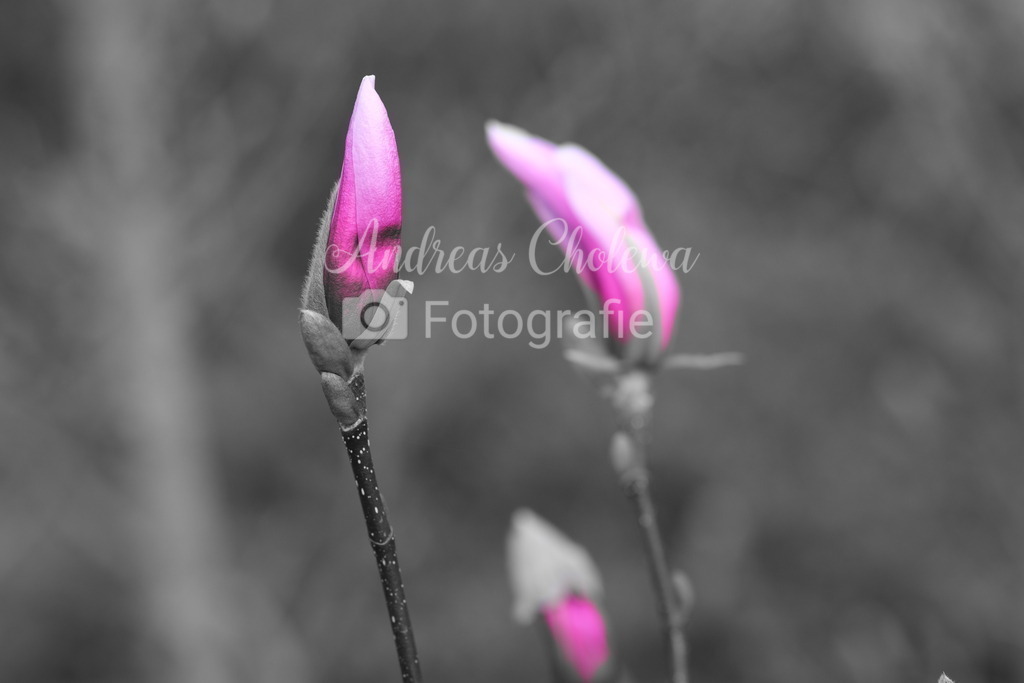 DSCF3349 | Der Onlineshop für malerische Fotografien aus dem Landkreis Vechta✅ Premium Druck auf Leinwand✅ Acryl✅ oder Alu-Dibond✅➤Jetzt Bestellen! - Realisiert mit Pictrs.com