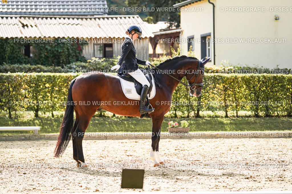 DSC08852 | Pferdegrafie