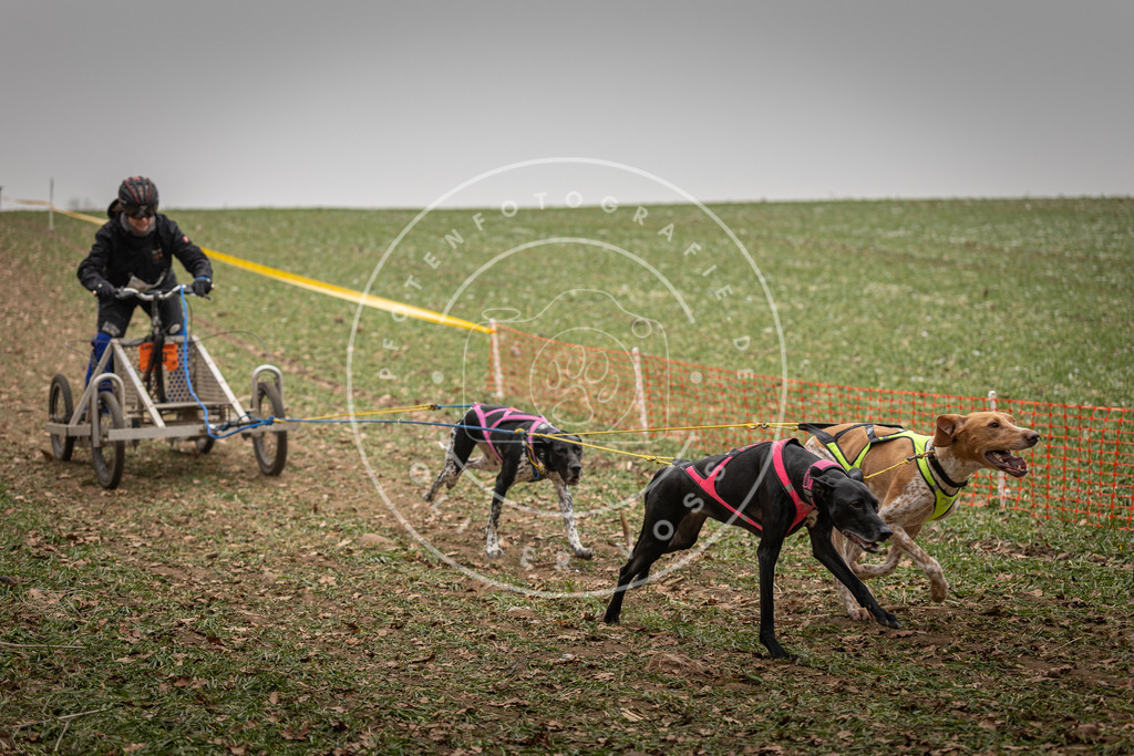 Pfotenfotografie_DV3A4546 | Hundefotografie, Tierfotograf, Pfotenfotografie, Fotoshooting Hund, Hunde Portrait, Hundesport, Hundeportraits, Heideshooting, Hunde, Sportfotograf, Hundefotograf, Turnierhundsport, THS,  - Realisiert mit Pictrs.com