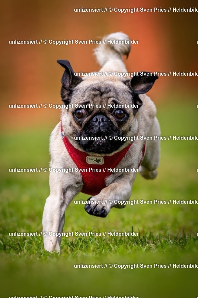 Sven Pries | 2024-09-22 - Hunderennen Baden-BadenPudelverein - Realisiert mit Pictrs.com