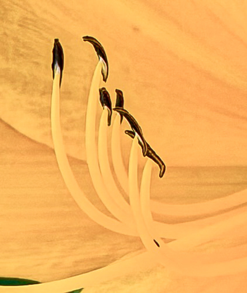 Elegant Daylily Interior Detail | Soft macro detail inside a yellow daylily revealing elegant natural curves, delicate floral structures and warm botanical textures. A minimalist botanical close-up with calming tones and abstract organic beauty. - Realisiert mit Pictrs.com