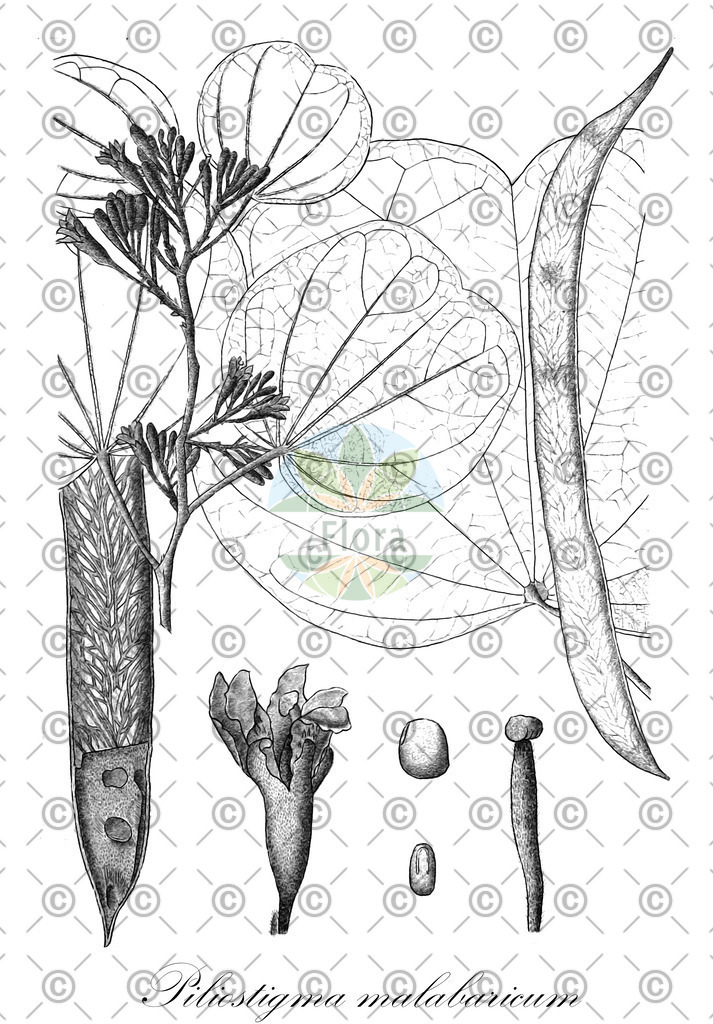 HistAbb_wfo-0001151772_1_ENZY_Simple | Historische Abbildung von Piliostigma malabaricum - Fabaceae | Historical Illustration of Piliostigma malabaricum - Fabaceae