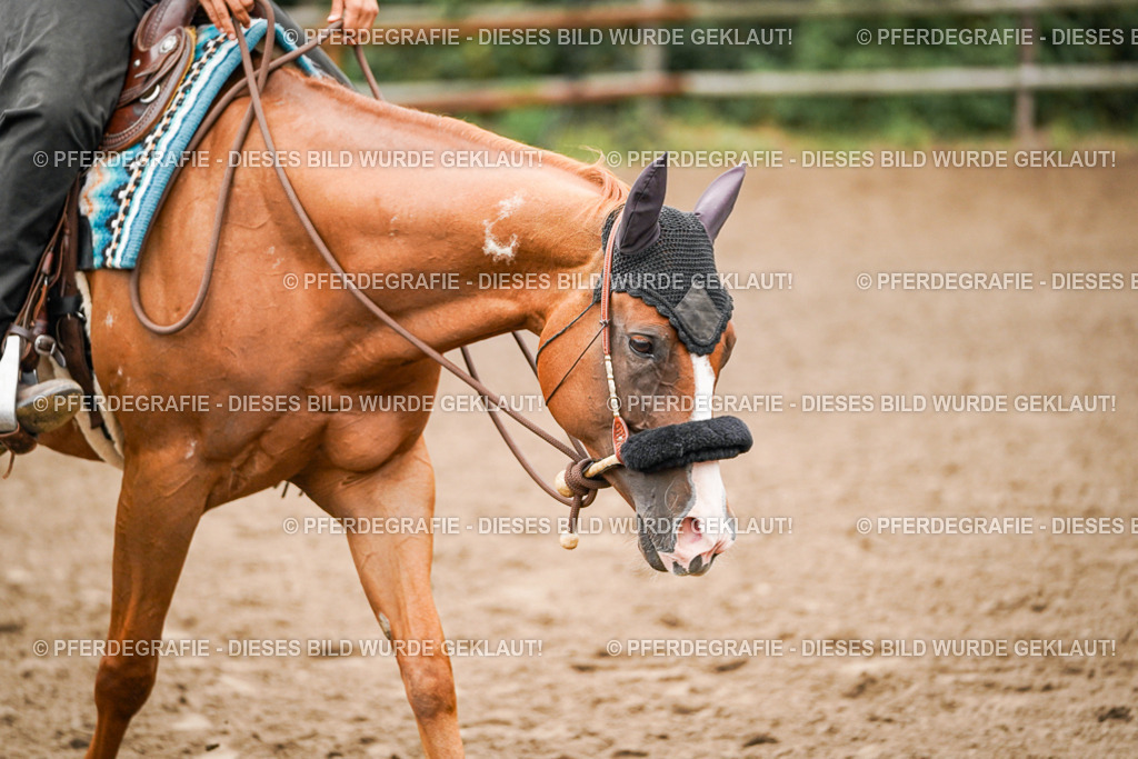 DSC02345 | Pferdegrafie