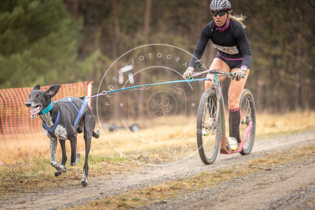 DV3A3168 | Hundefotografie, Tierfotograf, Pfotenfotografie, Fotoshooting Hund, Hunde Portrait, Hundesport, Hundeportraits, Heideshooting, Hunde, Sportfotograf, Hundefotograf, Turnierhundsport, THS,  - Realisiert mit Pictrs.com