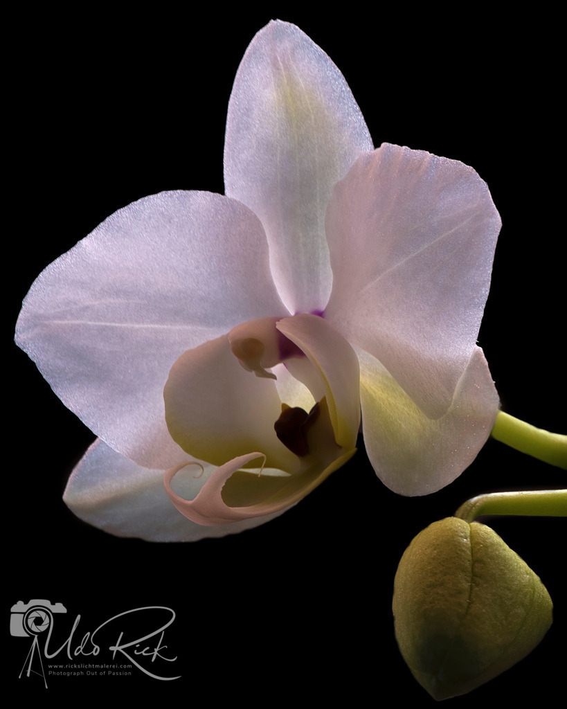 Orchidaceae_cultigen_4 | Entdecken Sie Fotografie aus Leidenschaft: Auftragsfotografie, HD-Fotos, Geschenkartikel aus Ihren Bildern und vieles mehr. Beauftragen Sie uns für besondere Momente!