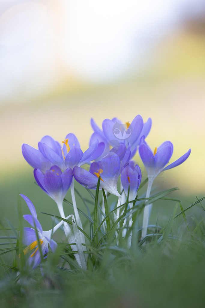 R5NF3270-20230213 | Die Krokusse (Crocus; Singular im Allgemeinen „der Krokus“, in der Schweiz auch „das Krokus“; Mehrzahl Krokusse) sind eine Pflanzengattung der Schwertliliengewächse (Iridaceae). Die etwa 235 Krokusarten (Stand Januar 2017)[1] sind vor allem im Orient, aber auch in Europa, Nordafrika und bis nach Westchina verbreitet. Sie sind seit Jahrhunderten beliebte Zierpflanzen. Als Frühblüher sind sie in den Parks und Gärten der gemäßigten Breiten auf der ganzen Welt anzutreffen. Einige Arten blühen bereits im Herbst und bilden die Früchte im darauffolgenden Frühjahr.  - Realisiert mit Pictrs.com