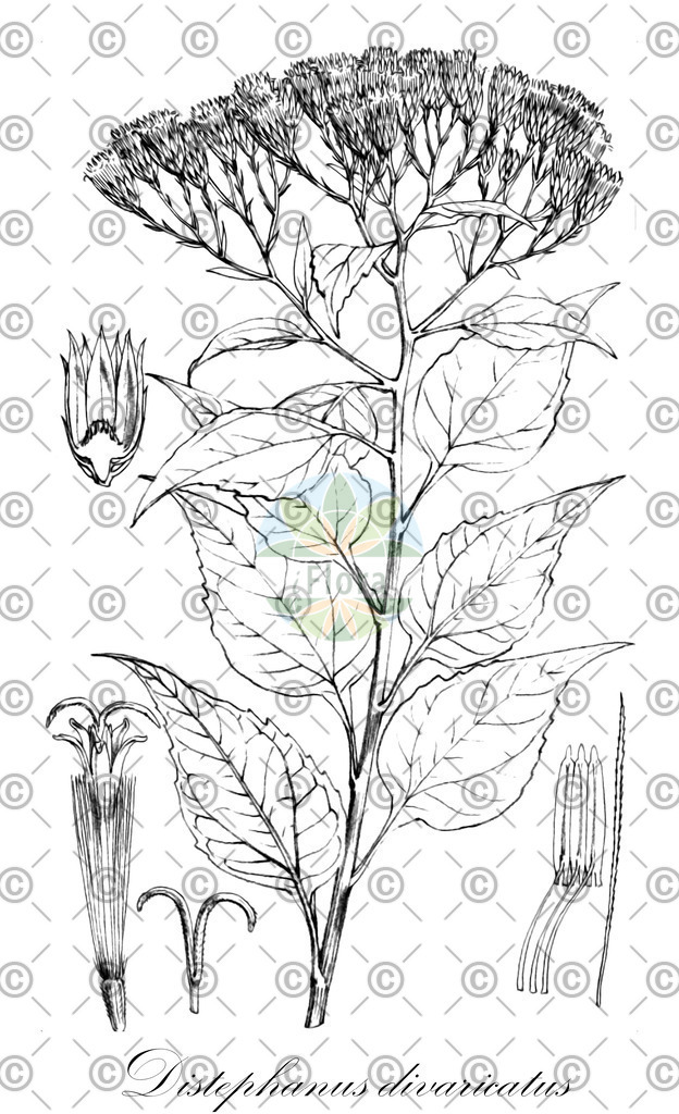 HistAbb_wfo-0000775593_1_ENZY_Simple | Historische Abbildung von Distephanus divaricatus - Asteraceae | Historical Illustration of Distephanus divaricatus - Asteraceae