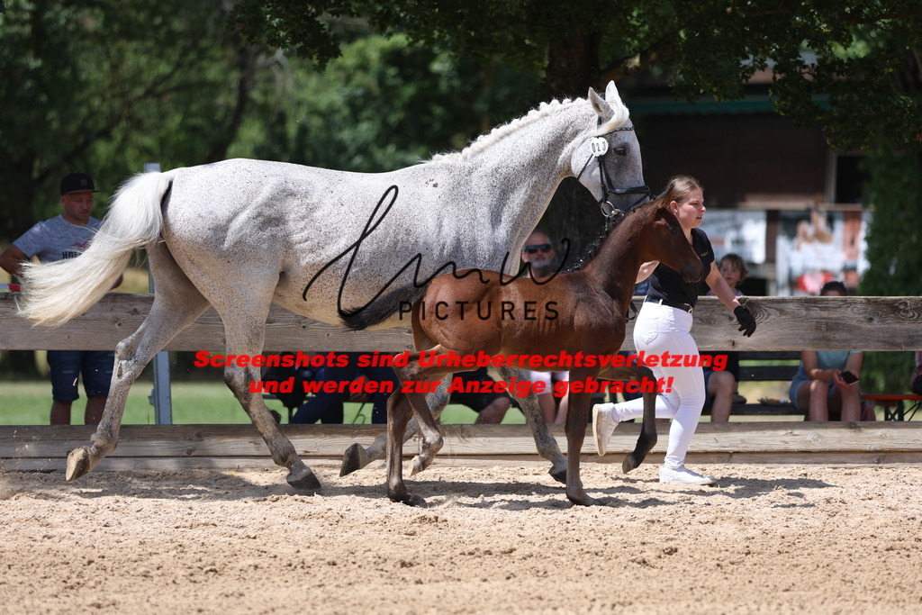 Fohlenschau_Schwäbisch_Hall_springbetonte_Fohlen_KN 23_11 | lmwpictures - Realisiert mit Pictrs.com