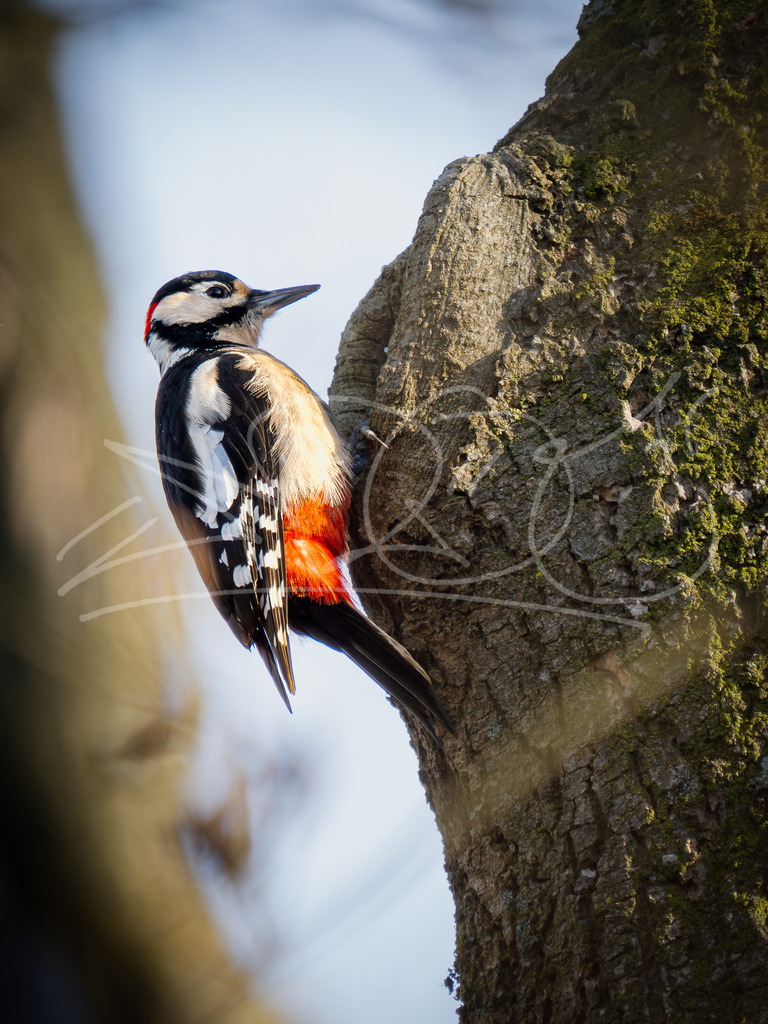 Buntspecht | Naturschönheiten aus Deutschland. Pflanzen und Tiere, Insekten und Naturschauspiele. Alle schönen Details, die uns umgeben, fotografiert von Michi Moc.  - Realisiert mit Pictrs.com