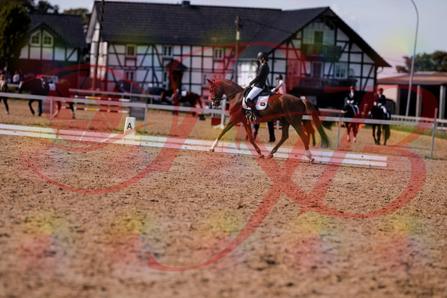 2026_10_03_Siefer-Hof_133143_Z81_86040745 | Professionelle Reitsport-, Turnier- und Eventfotografie von Robert Broda. Galerien mit ausgewählten und bearbeiteten Bildern direkt online ansehen und bestellen.