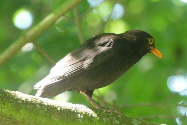 Amsel auf Ast (3) | Verkauf von Fotos und  Videoclips zumThema Natur.Motive sind Pflanzen, Tiere, Landschaftenund Wetter - Realisiert mit Pictrs.com