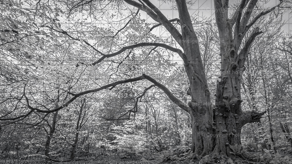 20241112143724D75_8125 | Kaufen sie online außergewöhnliche Fotografien auf Leinwand Acrylglas Fotoprint Aludibond von holgerweigeltfotografie - Realisiert mit Pictrs.com