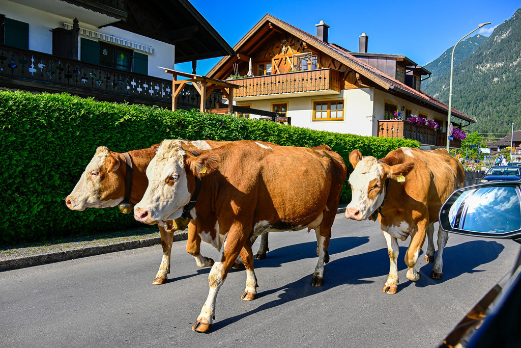 Lebendige Tradition auf Asphalt: Ein Stück echte Heimat | Ein Anblick, der das Herz erwärmt und ein Schmunzeln ins Gesicht zaubert: Mitten auf der Straße ziehen kräftige, braun-weiße Kühe gemächlich ihres Weges. Das leise Bimmeln ihrer Kuhglocken scheint die Zeit für einen Moment zu entschleunigen. Flankiert von idyllischen alpenländischen Häusern mit ihren charakteristischen Holzbalkonen und einer satten, grünen Hecke strahlt die Szene pure Gemütlichkeit aus. Der strahlend blaue Sommerhimmel und die bewaldeten Berghänge im Hintergrund rahmen diese charmante Begegnung perfekt ein. Ein Bild voller Lebensfreude, das die harmonische Gelassenheit des Alpenraums spürbar macht. - Realisiert mit Pictrs.com