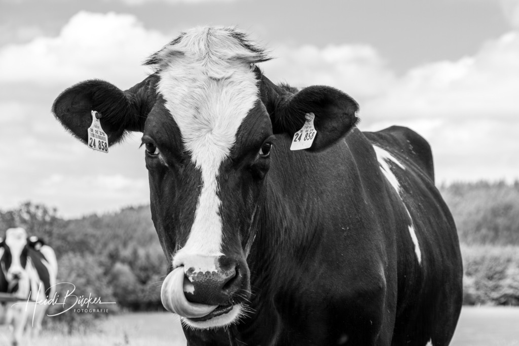 Schwarzweisse Kuh im Sauerland | Schwarzweisse Kuh im Sauerland - Realisiert mit Pictrs.com