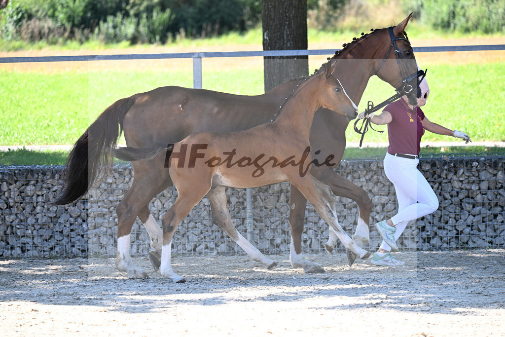Kat-Nr. 7 Fuerst Grandios x Diamond Hit_HF_Hirschinger_26250096 | hf-fotografie - Realisiert mit Pictrs.com