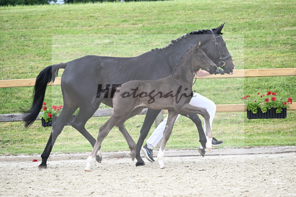 Kat-Nr. 25 HF DSP Feliciano_Penninger_17230721 | hf-fotografie - Realizzato con Pictrs.com
