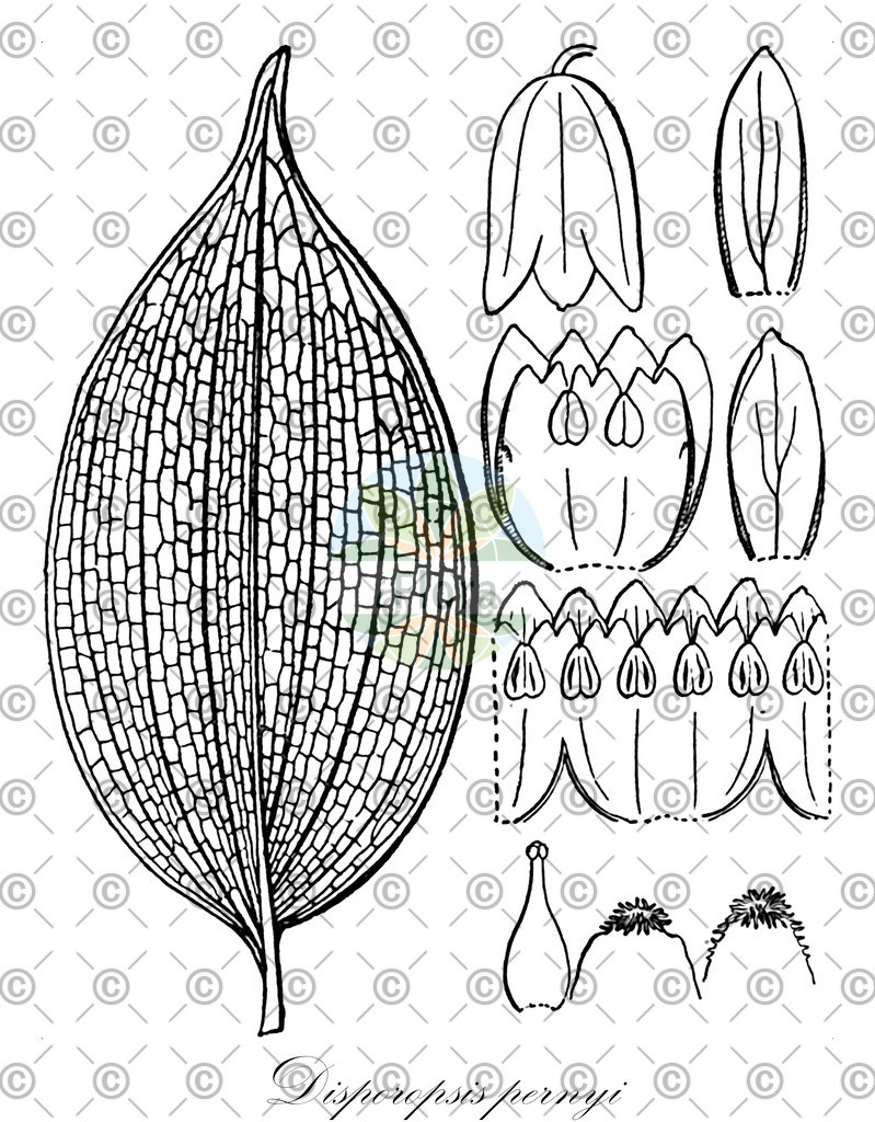 HistAbb_wfo-0000765544_1_ENZY_Simple | Historische Abbildung von Disporopsis pernyi - Asparagaceae | Historical Illustration of Disporopsis pernyi - Asparagaceae