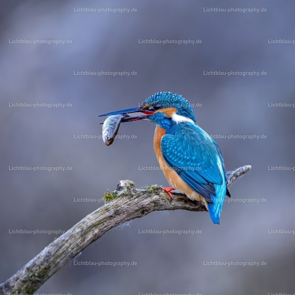 Eisvogel-07 | Hans-Bernd Lichtblau Photography. Finden Sie wunderschöne Fotografien aus Landschaft und Natur.  - Realisiert mit Pictrs.com