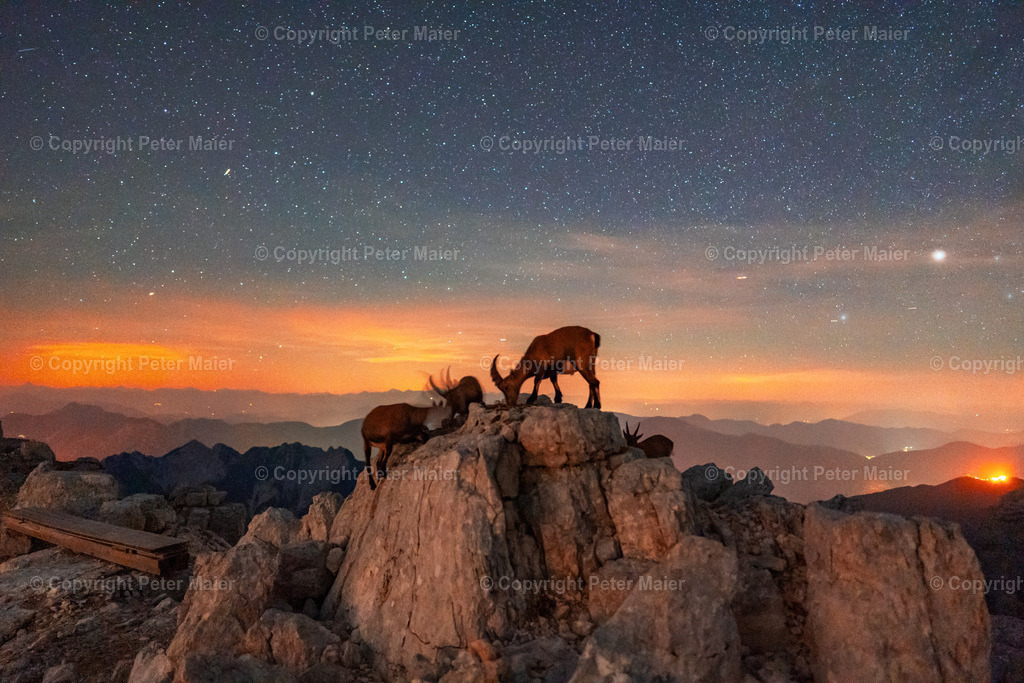 Luca_Vuerich-272 | piet_flosse