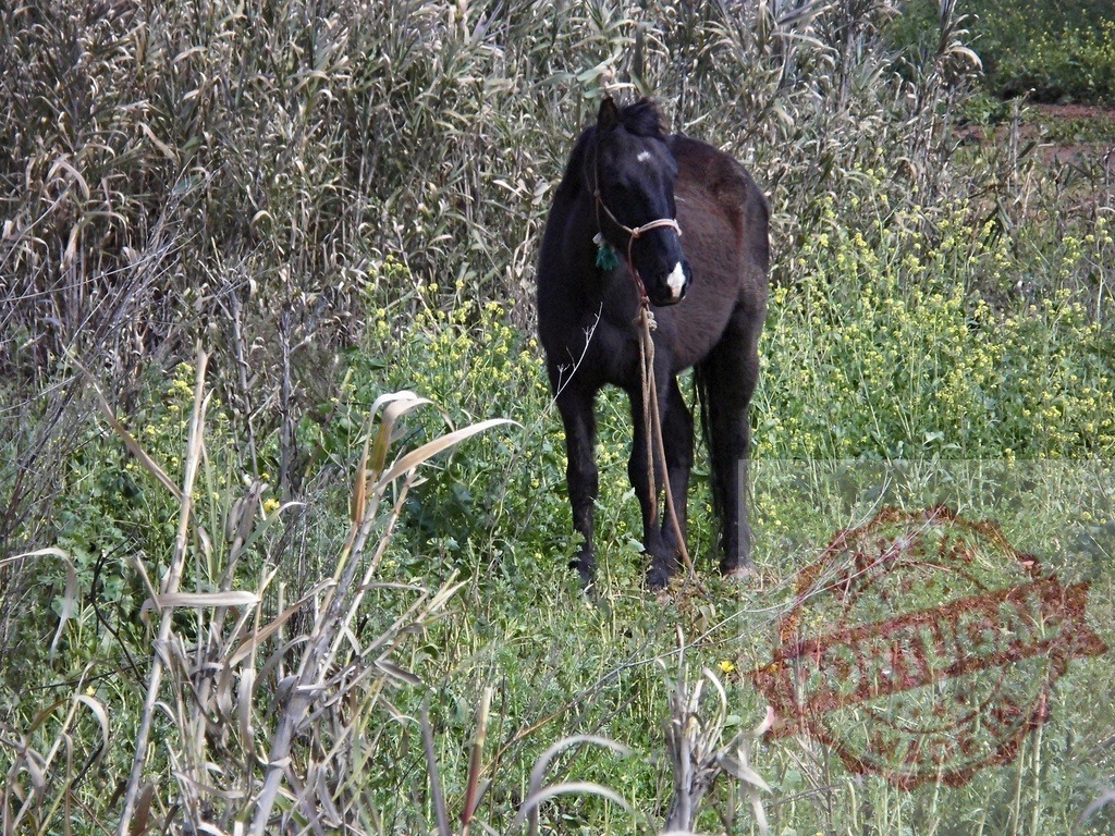 Black horse standing in green grassy field | Black horse with a bridle standing in a field of tall grass and wildflowers - Realisiert mit Pictrs.com