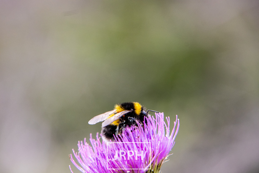 IMG_7946 | jrph - Realisiert mit Pictrs.com