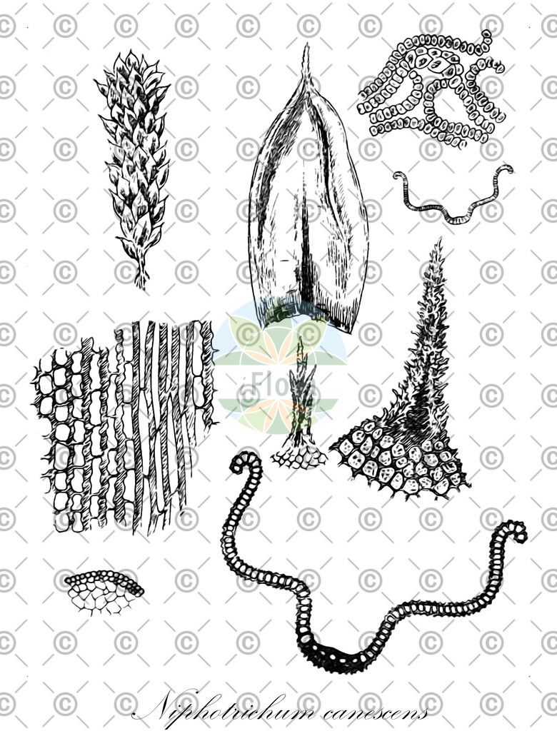 HistAbb_wfo-0000379614_1_ENZY_Simple | Historische Abbildung von Niphotrichum canescens - Grimmiaceae | Historical Illustration of Niphotrichum canescens - Grimmiaceae