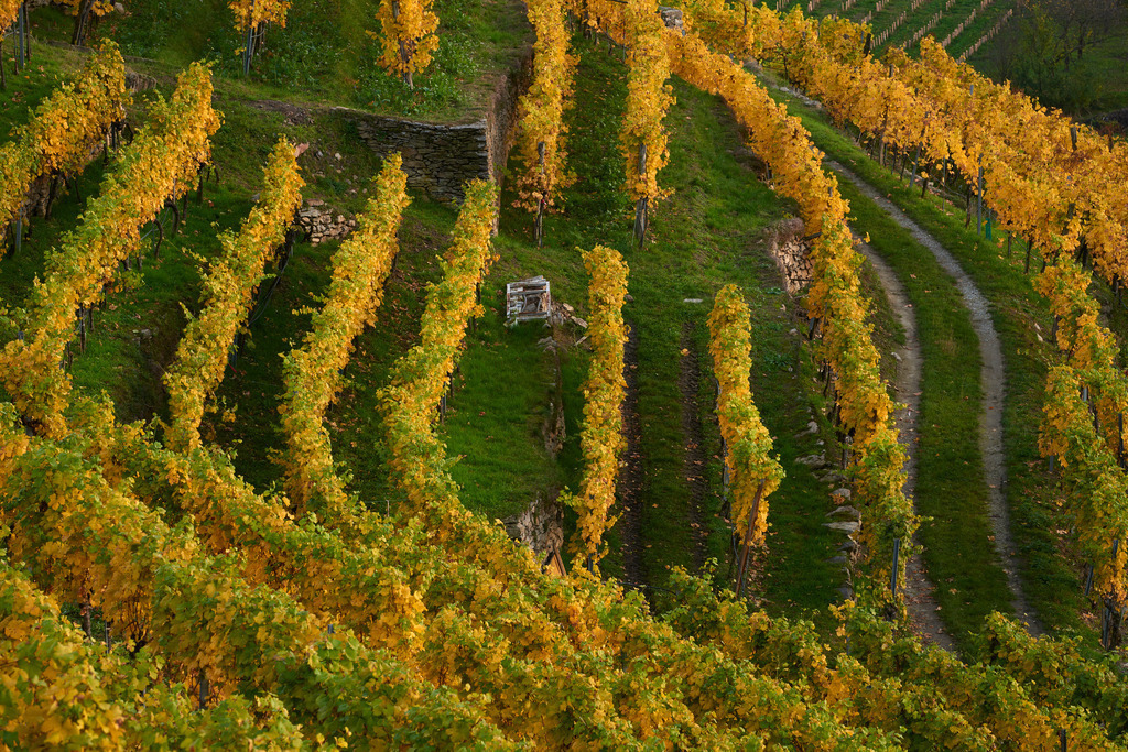 Herbstlicher Weingarten in der Wachau | Weissenkirchen, Austria - November 01, 2016: Herbstlicher Weingarten in der Wachau. - Realisiert mit Pictrs.com