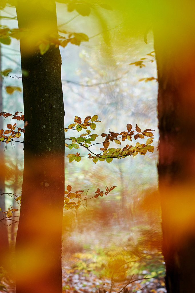 Detail eines herbstlichen Waldes | Austria - November 01, 2021: Detail eines herbstlichen Waldes. - Realisiert mit Pictrs.com