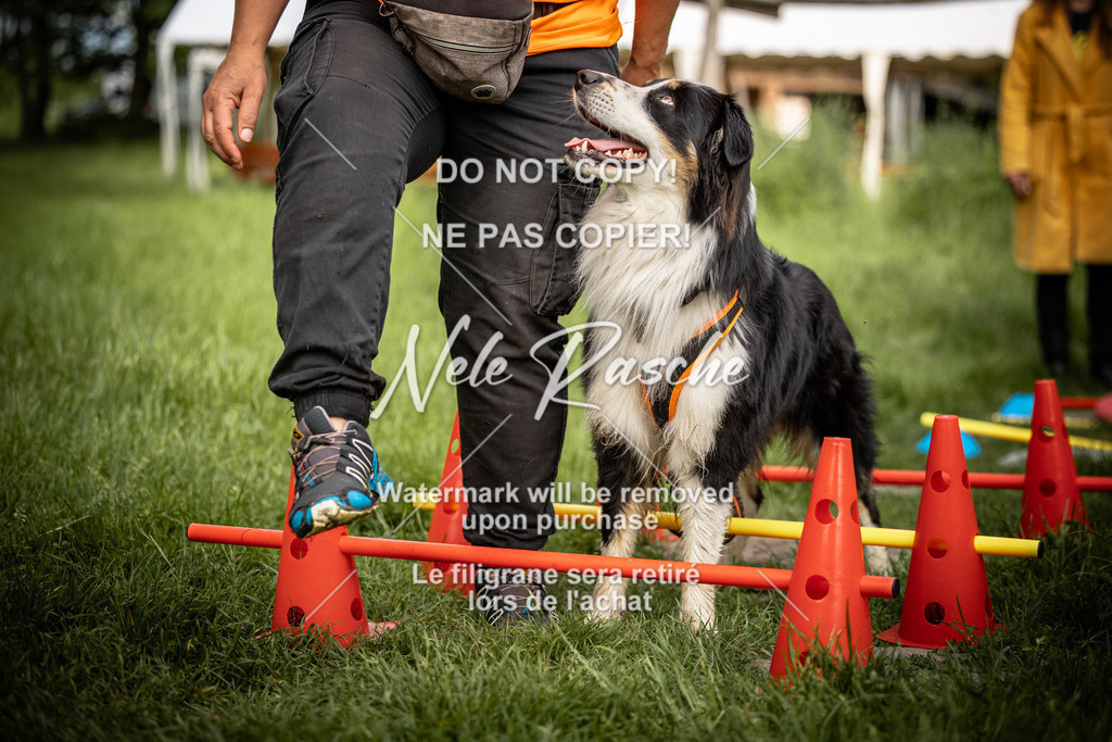 nelerasche_So-earlydog_63 | nelerasche