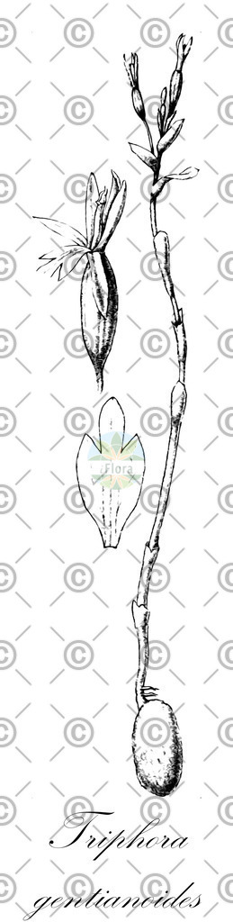 HistAbb_EMP_7710596_1_SIMPLE | Historische Abbildung von Triphora gentianoides - Orchidaceae | Historical Illustration of Triphora gentianoides - Orchidaceae