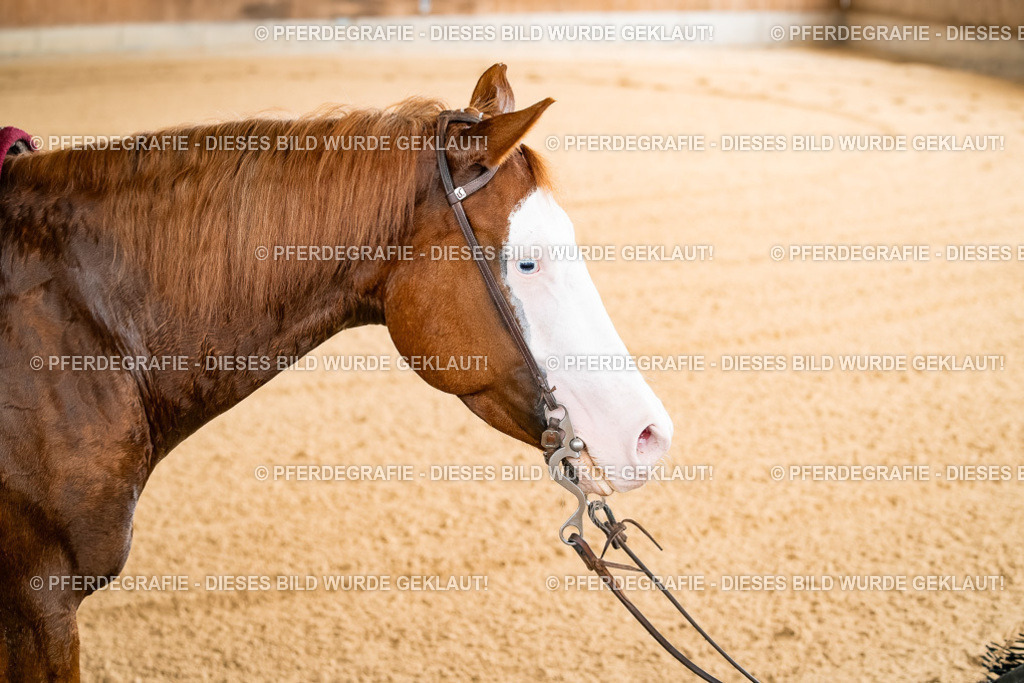 DSC01648 | Pferdegrafie