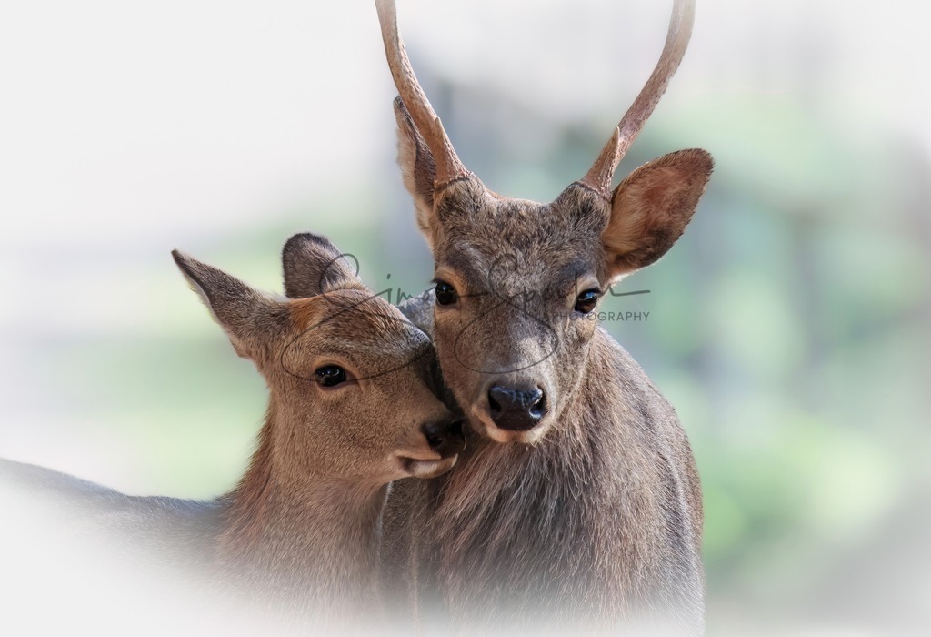 Verliebtes Sika Wild | Simone Sperber, svb-photography,Fotografin,Bilddesignerin,Naturfotografie,Macrofotografie,Tierfotografie,Wildtierfotografie,Ausstellungen,Auftragsfotografie,Kunst,Art,Photographer,Shootings,Bildberatbeitung,Galerie,Shop