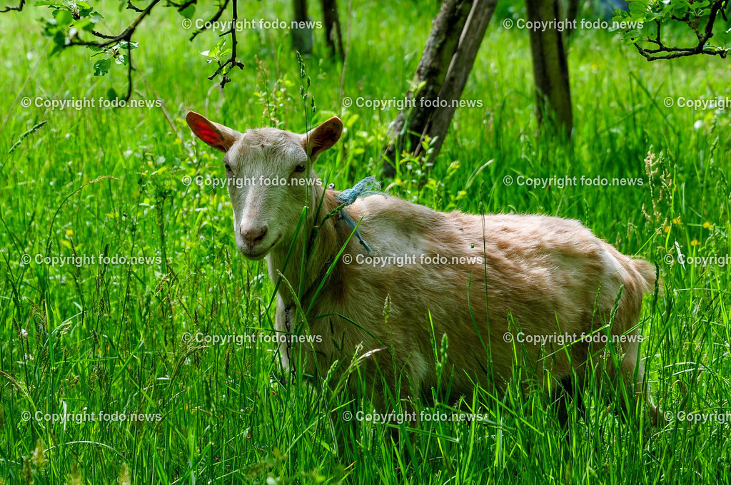 Linz_ Bauernhof_ 11.04.2025-53 | 11.04.2025, LINZ, AUT, Landwirtschaft, Bauernhof, im Bild Ziege, Ziegen,  Bock, Tiere, Nutztiere, Freilandhaltung, Paarhufer