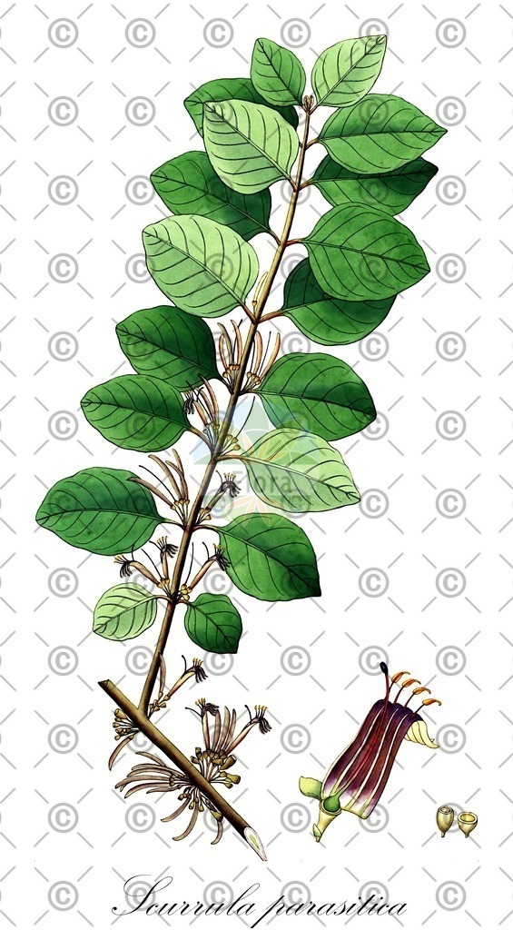 HistAbb_wfo-0000504062_1_ENZY_Simple | Historische Abbildung von Scurrula parasitica - Loranthaceae | Historical Illustration of Scurrula parasitica - Loranthaceae