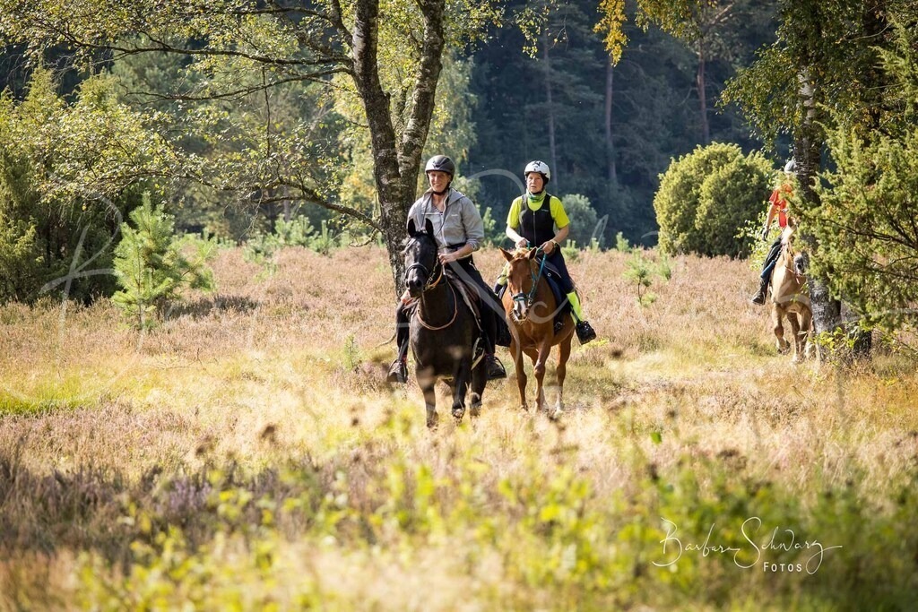 DdLH-WehlenerHeide_2025-09-20_99 | Fotografie, Veranstaltungs-Fotografie, Pferde-Fotografie, Landschafts-Fotografie, Reise-Fotografie - Realisiert mit Pictrs.com